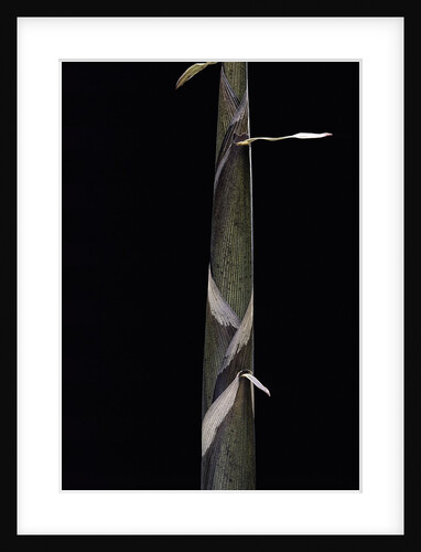 Phyllostachys propinqua (bambou) - pousse by Anonymous