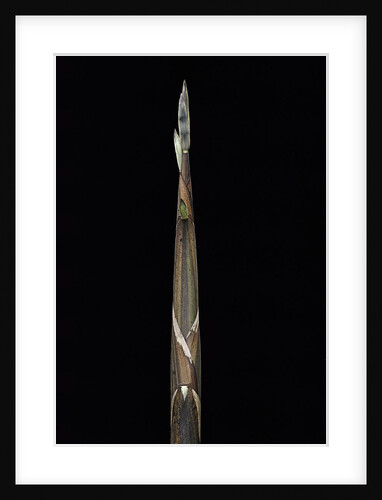 Phyllostachys propinqua (sand bamboo) - shoot by Anonymous