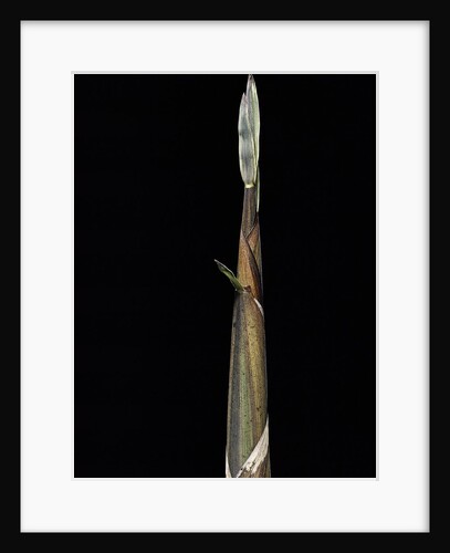 Phyllostachys propinqua (sand bamboo) - shoot by Anonymous