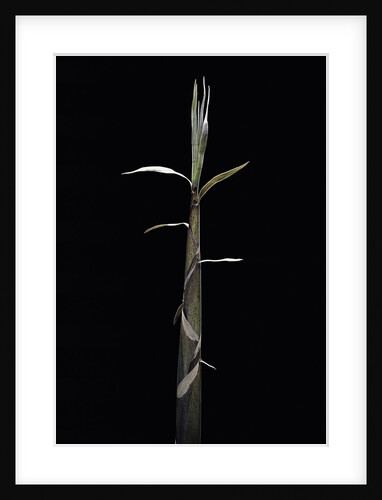 Phyllostachys propinqua (sand bamboo) - shoot by Anonymous