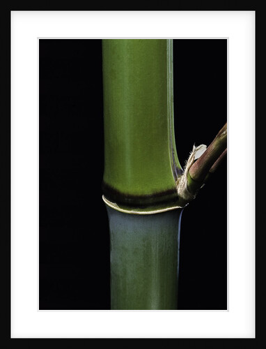 Phyllostachys propinqua (sand bamboo) by Anonymous