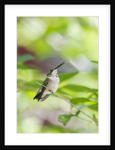 Ruby-throated Hummingbird by Anonymous