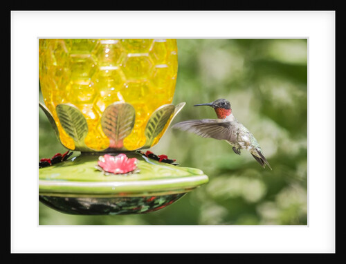 Ruby-throated Hummingbird by Anonymous