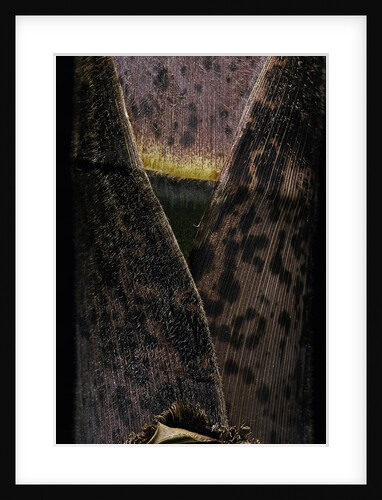 Phyllostachys pubescens (Moso bamboo) - young culm by Anonymous