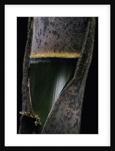 Phyllostachys pubescens (Moso bamboo) - young culm by Anonymous