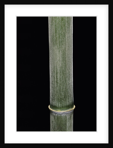 Phyllostachys pubescens (Moso bamboo) by Anonymous