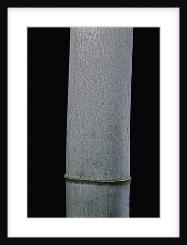 Phyllostachys pubescens (Moso bamboo) by Anonymous