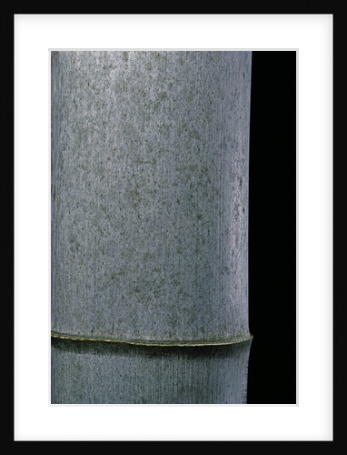 Phyllostachys pubescens (Moso bamboo) by Anonymous