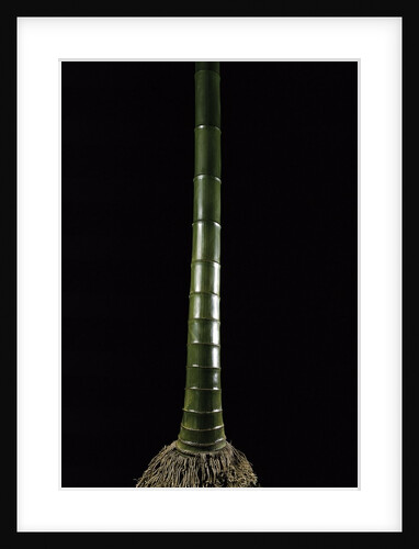 Phyllostachys pubescens (Moso bamboo) by Anonymous