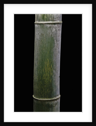 Phyllostachys pubescens (Moso bamboo) by Anonymous