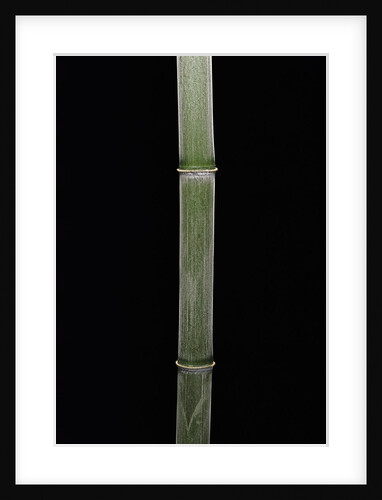 Phyllostachys pubescens (Moso bamboo) by Anonymous
