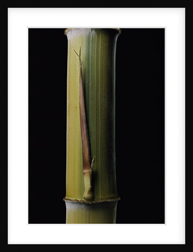 Phyllostachys pubescens 'Bicolor' (mosochiku bamboo) - joung culm by Anonymous