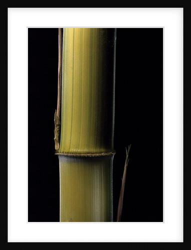 Phyllostachys pubescens 'Bicolor' (mosochiku bamboo) - joung culm by Anonymous