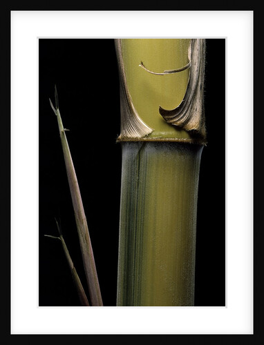 Phyllostachys pubescens 'Bicolor' (mosochiku bamboo) - joung culm by Anonymous