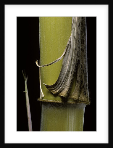 Phyllostachys pubescens 'Bicolor' (mosochiku bamboo) - joung culm by Anonymous