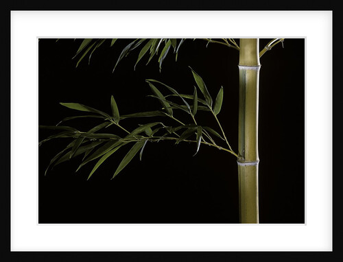 Phyllostachys pubescens 'Bicolor' (mosochiku bamboo) by Anonymous