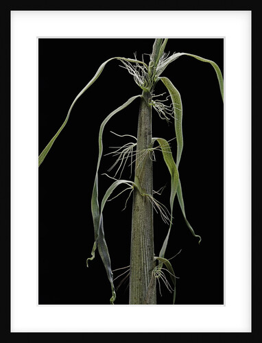Phyllostachys sp. (bamboo) - shoot by Anonymous