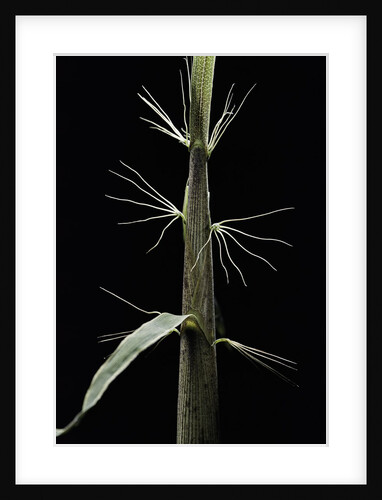 Phyllostachys sp. (bamboo) - shoot by Anonymous