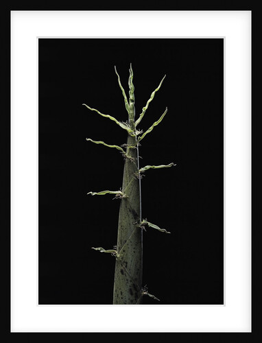 Phyllostachys viridiglaucescens (greenwax golden bamboo) - shoot by Anonymous
