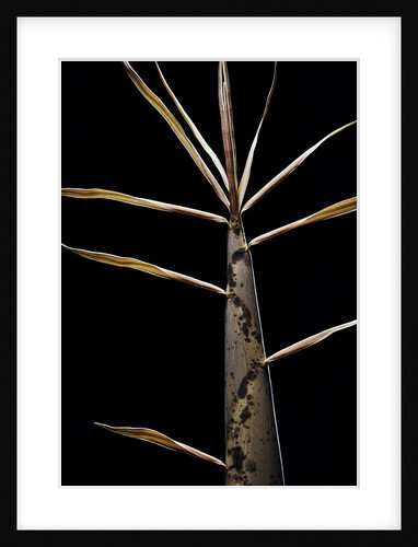 Phyllostachys viridis (pigskin bamboo) - shoot by Anonymous
