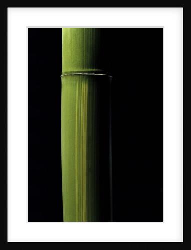 Phyllostachys viridis 'Houzeau' (Houzeau bamboo) by Anonymous