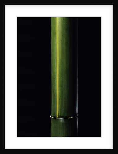 Phyllostachys viridis 'Houzeau' (Houzeau bamboo) by Anonymous
