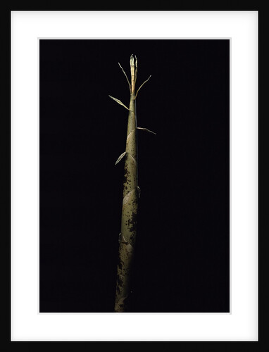 Phyllostachys viridis 'Mitis' (bamboo) - shoot by Anonymous