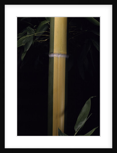 Phyllostachys viridis 'Sulfurea' (bamboo) by Anonymous