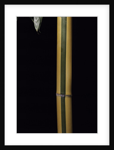 Phyllostachys viridis 'Sulfurea' (bamboo) by Anonymous