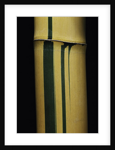 Phyllostachys viridis 'Sulfurea' (bamboo) by Anonymous