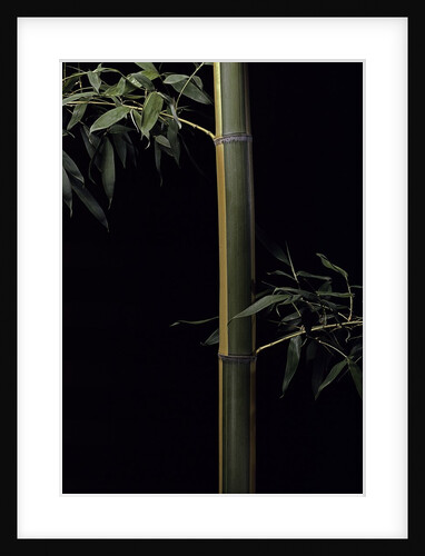 Phyllostachys viridis 'Sulfurea' (bamboo) by Anonymous