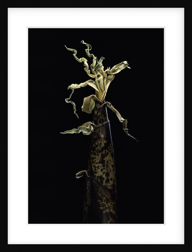 Phyllostachys vivax (running giant bamboo) - shoot by Anonymous