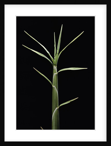 Pleioblastus chino (shino bamboo) - shoot by Anonymous