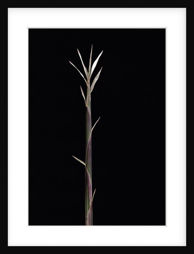 Pleioblastus chino f. legantissimus (bamboo) - shoot by Anonymous