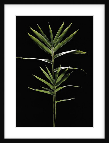 Pleioblastus distichus (dwarf fernleaf bamboo) by Anonymous