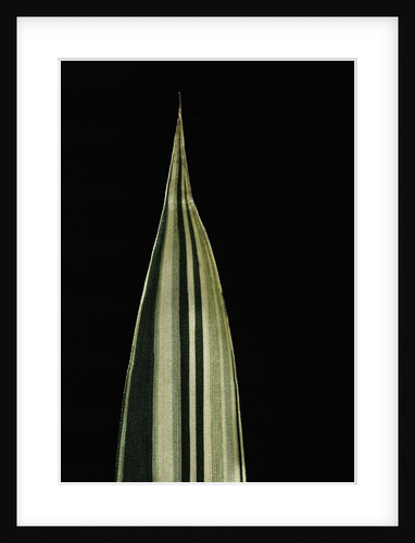 Pleioblastus fortunei 'Variegata' (dwarf white-stripe bamboo) - leaf by Anonymous