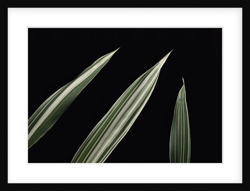 Pleioblastus fortunei 'Variegata' (dwarf white-stripe bamboo) - leaf by Anonymous