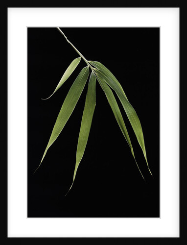 Pleioblastus hindsii (Hinds' cane-bamboo) - leaf by Anonymous