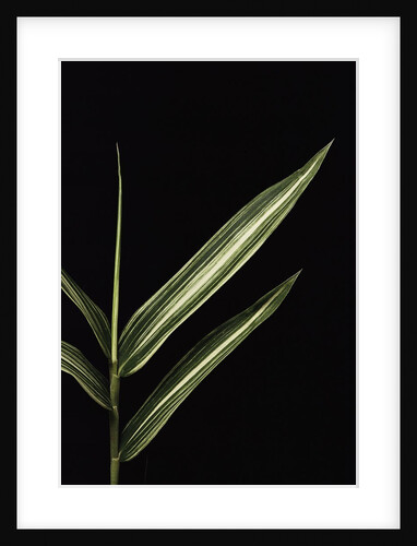 Pleioblastus shibuyanus 'Tsuboi' (tsuboi bamboo) - leaf by Anonymous