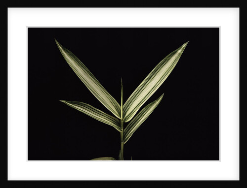 Pleioblastus shibuyanus 'Tsuboi' (tsuboi bamboo) - leaf by Anonymous