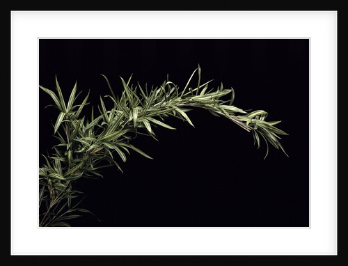 Pleioblastus shibuyanus 'Tsuboi' (tsuboi bamboo) by Anonymous