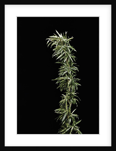 Pleioblastus shibuyanus 'Tsuboi' (tsuboi bamboo) by Anonymous