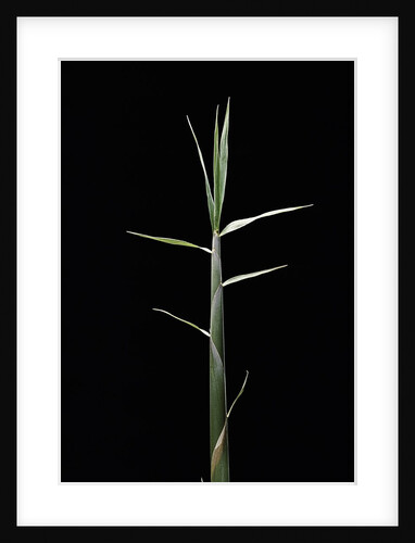 Pleioblastus gramineus (grass bamboo) - shoot by Anonymous