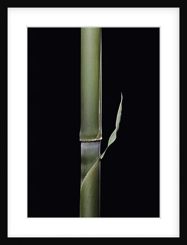 Pleioblastus hindsii (Hinds' cane-bamboo) - young culm by Anonymous