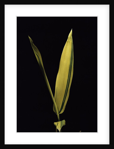 Pleioblastus viridistriatus 'Variegata' (dwarf greenstripe bamboo) - leaf by Anonymous