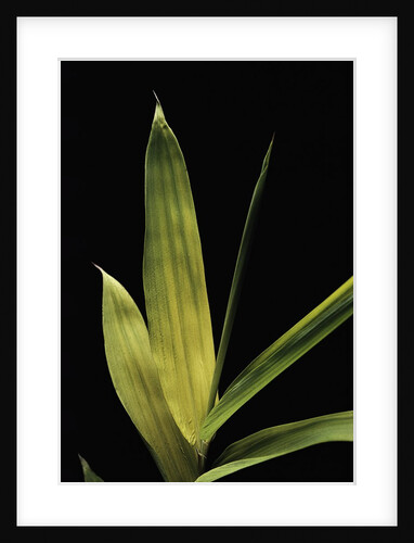 Pleioblastus viridistriatus 'Chrysophyllus' (bamboo) - leaf by Anonymous