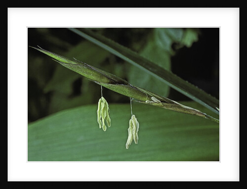 Pseudosasa japonica (arrow bamboo) - flower by Anonymous