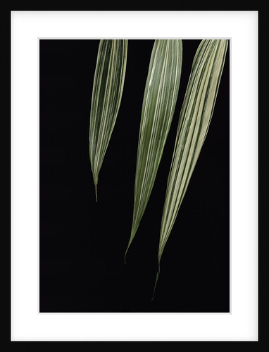 Pseudosasa japonica 'Akebono-suji' (arrow bamboo) - leaf by Anonymous