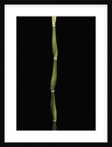 Pseudosasa japonica var. tsutsumiana (arrow bamboo) by Anonymous