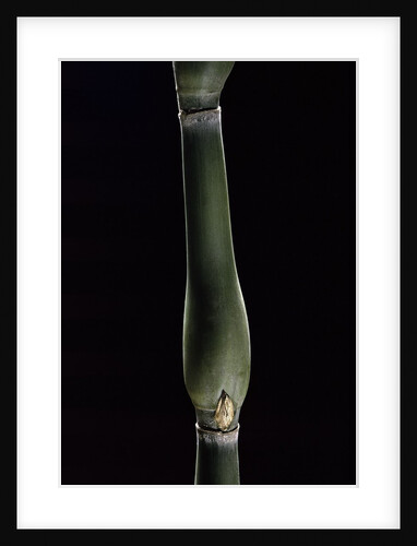 Pseudosasa japonica var. tsutsumiana (arrow bamboo) by Anonymous
